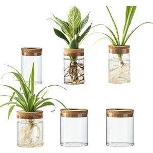 Glass Plant Propagation Station Set Water Planting Glass Vase for Herb Cuttings,Succulent Water RootingDesktop Planter Jars for Home,Office,Living Room,Bedroom Decor(6PCS)