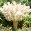 40" 33PCS Dried Pampas Grass Decor Tall,Large Natural Beige pompas Grass Tall Pampas Grass for Floor Vase,Wedding,Party,Farmhouse,Boho Home Decor,and Creating a Bohemian Ambiance