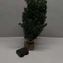 Small Christmas Tree with Lights,2ft Pre Lit Artificial Mini Xmas Tree for Tabletop,Outdoor,Bedroom,Office Decorations,Includes 50 Led Warm Lights,73 PVC Branch Tips,GreenBattery Operated