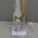 Knee Joint Simulation Model Medical Anatomy Human 1:1 Life Size