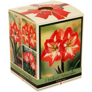 Amaryllis Kit: Minerva + Plastic Pot/Soil/Bulb - Large Bulb 26/28 cm -Netherland