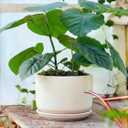 LE TAUCI Ceramic Pots for Plants, 6.8 Inch Plant Pots with Drainage Hole & Saucer, Modern Planter for Indoor Plants, Stable & Durable, Perfect for Living Room or Office Decor, White