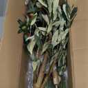 MCTYBB Artificial Fake Olive Tree 4FT Tall 1Pack Faux Silk Olive Tree for Home Living Room Office Decor Faux Artificial Plants Indoor Fake Potted Plants with Fruit & Free Moss