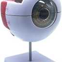 XINDAM 6X Enlarged Human Eye Anatomical Model - Accurate Anatomy for Science Classroom Study, Display, Teaching Medical Model