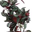 2 PCS VOSAREA Artificial Hanging Plants Wandering Jew Plant Fake Vines Artificial Hanging Leaves Plastic Greenery Garland for Home Wedding Garden Decoration Wandering Jew Live Plant (Red)