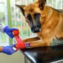 Pet Bandage 7.9 Inch Reusable Hemostatic Control Strap for Dogs Cats Animal First Aid