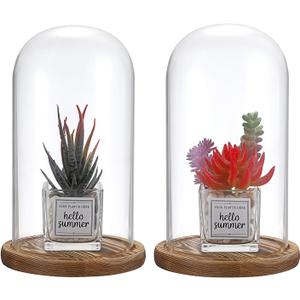 JUXYES Pack of 2 Glass Display Dome Cloche with Solid Wood Base, Clear Dome Bell Terrarium Jar Glass Cloche Bell Jar Display for Plants Collectible Figure