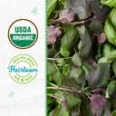 5 x Back to The Roots 100% Organic Seed Packet - Basil 'Culinary Blend' 300mg