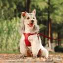 Beirui Small Dog Harness and Leash Set, PU Leather, Red,S,Chest 19.5-23" | For Small Dogs, Adjustable Step in Puppy Harness, Breathable Mesh Lining, Durable Metal Buckle, For Walking Traveling