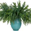 18Inches 10pack Christmas Norfolk Pine Branch Real Touch Artificial Norfolk Branches,Fake Stems Greenery Pine Picks for Indoor Home Holiday Decor Vase DIY Wreath Outdoor Porch Decoration