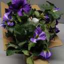 HyeFlora Artificial Flowers for Outdoors 2PCS Faux Petunias Silk Fake Flowers for Outside Planter UV Resistant Realistic Home Garden Porch Decor (Purple)