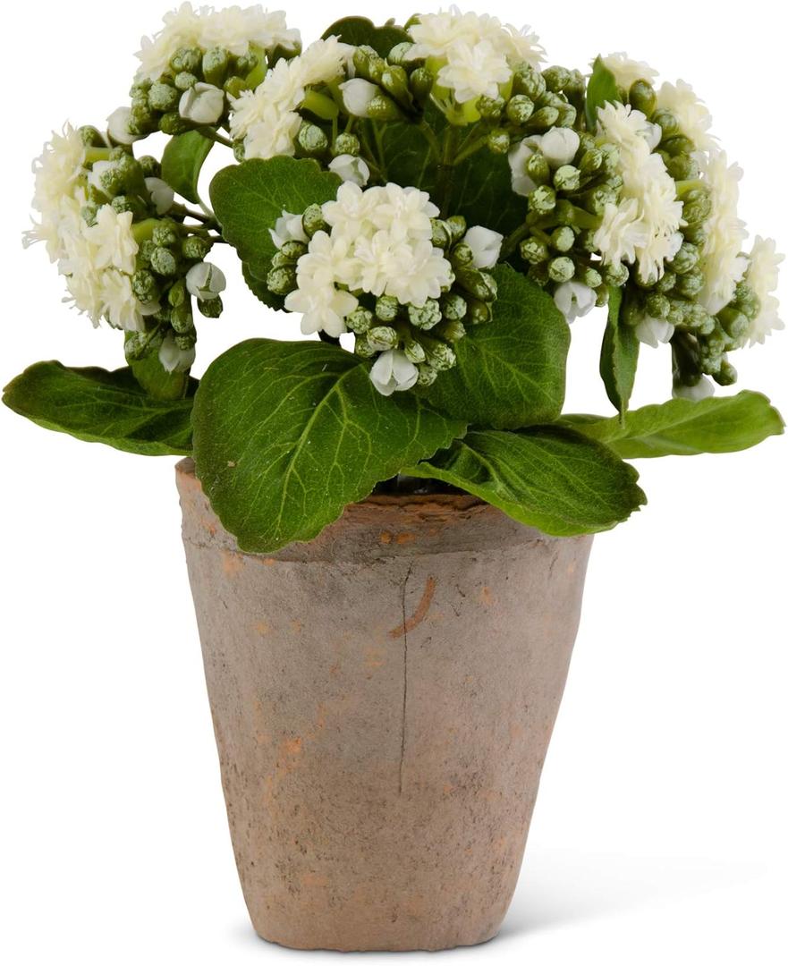 9.5 Inch White Kalanchoe in Distressed Clay Pot