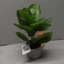Bambeco Fiddle Tree with Wood Stand 10 in