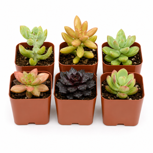 Set of 6 Mini Succulent Plants in Plastic Pots, Assorted Live Succulents for Home Decor, Office Desk, Gifts and Indoor Gardening