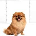 Clear Acrylic Dog Gate, Freestanding Pet Gate for Doorways Indoor, Foldable Acrylic Dog Playpen No Drilling (Clear, 3-Panel)