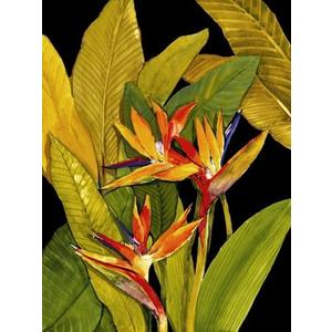 ART.COM Wall Art Print Dramatic Bird of Paradise by Tim O'toole, 12" x 16"