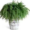 SENCID 12 Pcs Christmas Norfolk Pine Branches - 18" Artificial Norfolk Branch Faux Stem Greenery Pine Picks for Vase DIY Crafts Christmas Garland Wreath Making Home Decor