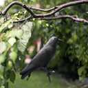 Realistic Crow Decoys, Life Sized Simulation Crow Statue Hunting Bait Decoys Black Crow Figuring,Flying Bird Props for Halloween Party Outdoor Garden Decoration (3PCS)