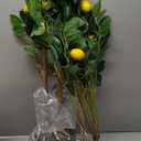 Northlight 45" Potted Green and Yellow Artificial Lemon Tree in a Black Pot