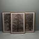 HOURIA Vintage Tree Sketch Framed Canvas Wall Art Set,Natural Brown and Gray Woodland Wall Decor,Mid Century Nature Forest Artwork,Textured Botanical Art Print for Living Room,Bedroom,Office-16"x24"x3