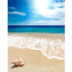 Pintoo Jigsaw Puzzles 500 Piece for Adults - Seashell on The Beach Beautiful Plastic Puzzle for Home Decor Zero Dust Easy Storage [H1335]