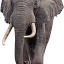 Elephant - Life Size Cardboard Cutout Standup People with Support Standee | Animals -