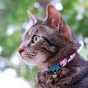 Kittyrama Botanicals Fern Cat Collar. Award Winning. Hypoallergenic, Quick Release Breakaway, Comfy & Soft. Vet Approved. Other Styles Available (Adult)