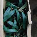 CAMANTU Olive Tree Light, 5FT Fairy Lights Artificial Plant Tree, Artificial Greenery Tree with Lights for Indoor Outdoor Home Bedroom Party Christmas Decoration