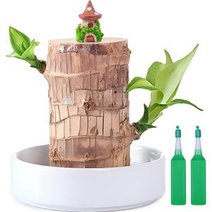 Brazilian Lucky Wood Plant,Fortune Brazil Wood Potted Plant with Mushroom House Figurine,Mini Brazil Decoration, Desk Decor for Home & Office Desktop Planter