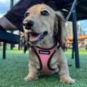 Best Pet Supplies Voyager Step-in Air Harness - All Weather Mesh, Reflective, No Pull Harness for Dogs, Cats - Secure with Hook & Loop Fastener, Buckle, Double D-Rings - Pink/Black Trim, XXXS