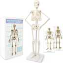NEW HORIZON 17.7 Human Skeleton Model for Anatomy,Movable Arms Legs Bones Structures,Whole Spine Ribs Skeleton Model,Suitable for Study Display Artificial Limbs for Medical Instruction Purposes