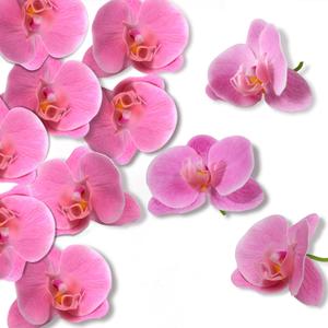 LARDUX 20 PCS Artificial Orchid Flower Heads - Fake Butterfly Flower Heads Faux Flower Head Bulk for Cakes Hair Accessories Headbands Hats Wedding Crafts Decoration - Pink