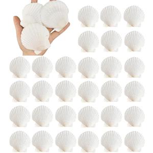 30PCS Natural Scallop Shells 2.3''-3'' White Sea Shells for DIY Craft Making, Hand Painting, Ocean Themed Party and Home Dcor