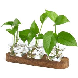 XXXFLOWER Plant Propagation Station with Wooden Stand，Air Plant Terrarium Starter Kits Star Vases for Flowers Plant Cutting Rooting Pots Indoor Hydroponic Glass Planter for Plant Lovers,3 Jars
