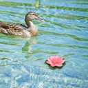 2 x 5pcs Summer Decor Lily Pads for Ponds, Artificial Lotus Fake Floating Lotus Flower Water Lily Pad Ornaments for Garden Pond Aquarium Pool Decoration 10cm