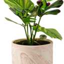 4 inch Plant Pot - Terra Cotta Flower Planters Indoor - Modern Succulents Containers with Drain Hole & Saucer, Decorate Home, Office (Pink)