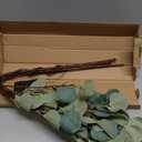 Silver Dollar Eucalyptus Single Leaf