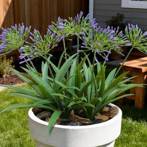 Artificial Flowers Plants for Outdoor Planters 8 Bundles Purple Flower Large Spring Summer 18.9 in Look Real Plasic Plant for Front Porch