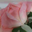 DUYONE Artificial Roses Single Stem 10pcs Fake Silk Flower Arrangement Bouquet for Home Party Wedding Decoration(Deep Pink)