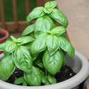 8 x Seeds Genovese Basil Indoor Herb Non GMO Heirloom for Planting