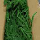 9FT Christmas Garlands Norfolk Pine Garland Real Touch Artificial Faux Greenery Garland for Holiday Indoor Outdoor Decor