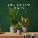 Bamworld Plant Pots Indoor with Drainage Holes- Set of 3 Pots for Plants(5.8/6.7/7.9Inch) Plastic Flower Pot Planters for Indoor Outdoor Plants Garden Pots for Room & Office Dcor Gray