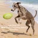 2 x Squeaky Rugby Dog Toys, Tough Chew-Resistant, Thermoplastic Rubber, Teeth Cleaning, Suitable for Small Medium Large Dogs