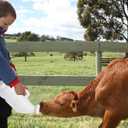 Calf Bottle 2.6 Quart Horizontal Calf Milk Feeding Bottle with Hand Grip Handle for Calves and Livestock Care