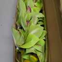 XZJMY 28.4" Artificial Phalaenopsis Flowers,Latex Phalaenopsis Branches,3D Faux Cymbidium Flowers 10 Large Petals Orchids for Home Dcor (2, Green)