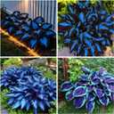 285+ Hostas Seeds Dark Blue for Planting-Hostas Seeds Blue Perennials- Rare Hosta Seed Midnight Blue Plants Non-GMO Heirloom for Outside Garden Home