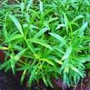 10 x Seeds Summer Savory Heirloom Herbs for Planting Non GMO 800 Seeds