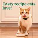 Nutro Wet Cat Food Pat Multipack: Salmon & Tuna; Chicken & Shrimp; 2.64 oz Trays (12 Count, Pack of 2) (EXP 06/15/27)