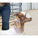 Brahma Webb  Goat Halter, Medium, Brown