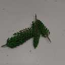 18pcs Mini Model Miniature Fake Trees Scenery Architecture Trees for DIY Crafts Building Model Scenery Landscape Green 1.8-6 inch